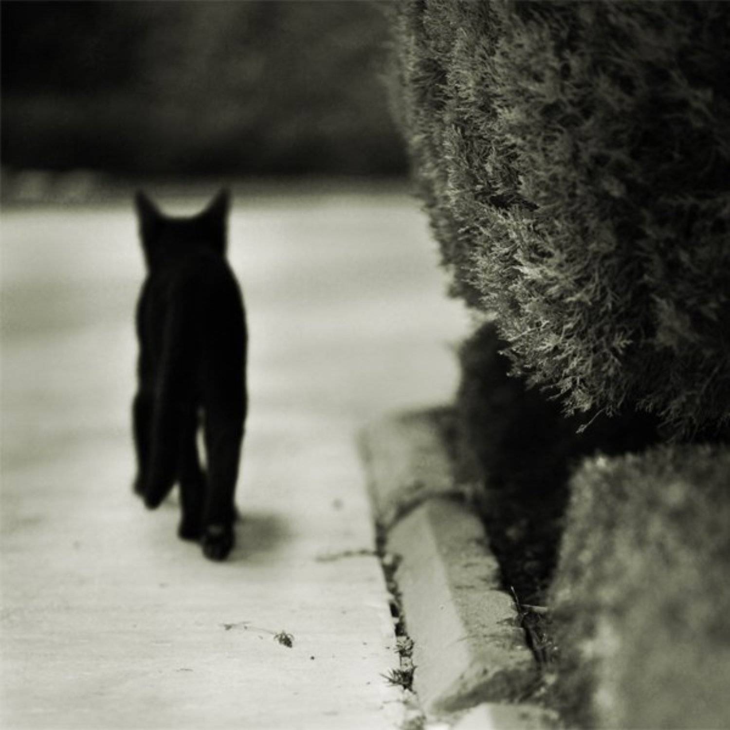 черный, кот, Артем Кодолов