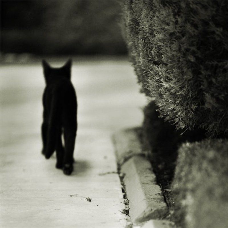 черный, кот  фото превью