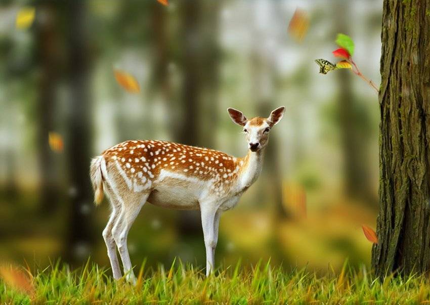 leaf, leaves, tree, forest, deer, grass, autumn, falling leafs, dust, fantasy, Caras Ionut
