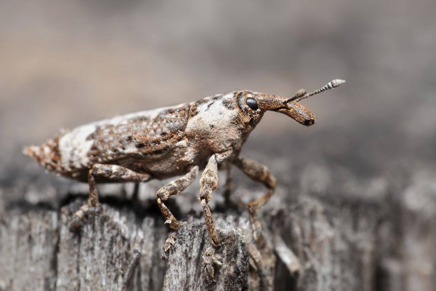слоник, долгоносик, макро, micro-nikkor af 105mm f/2.8 d, nikon d80, Александр Кириченко