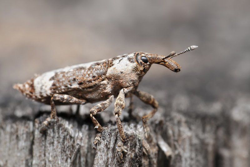 слоник, долгоносик, макро, micro-nikkor af 105mm f/2.8 d, nikon d80 Бурёнка фото превью