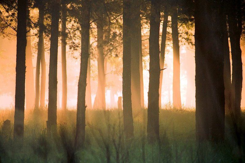 унеча, брянск, рассвет, россия  фото превью