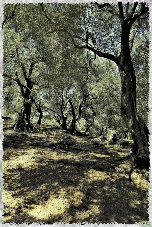 , Владимир Пореченский