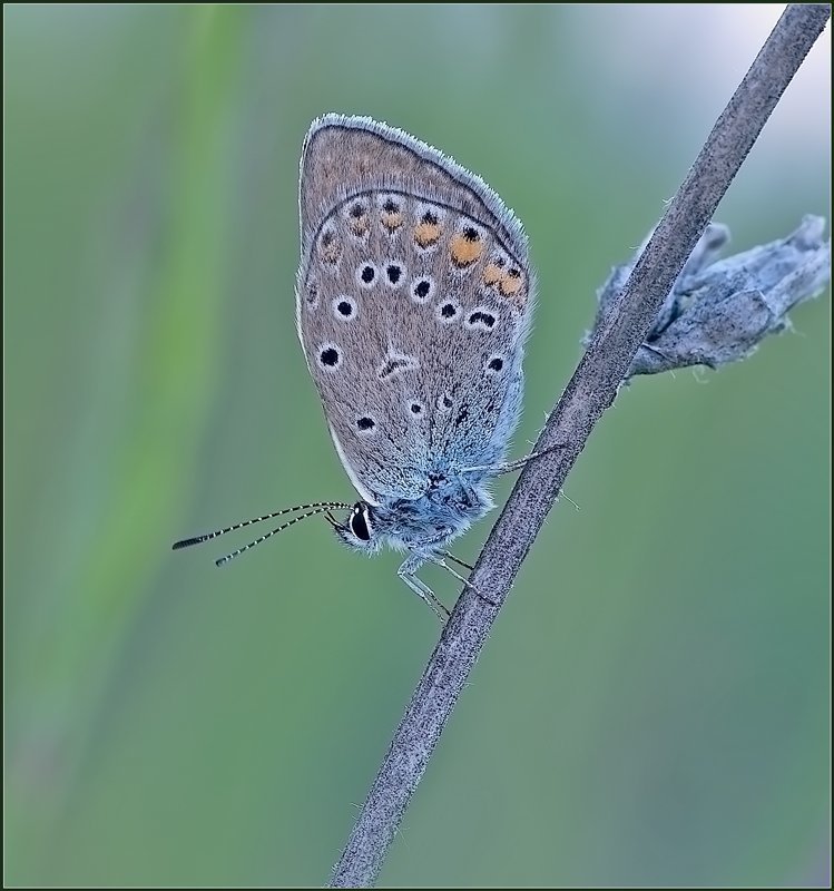 , фауна, бабочка, макро  фото превью