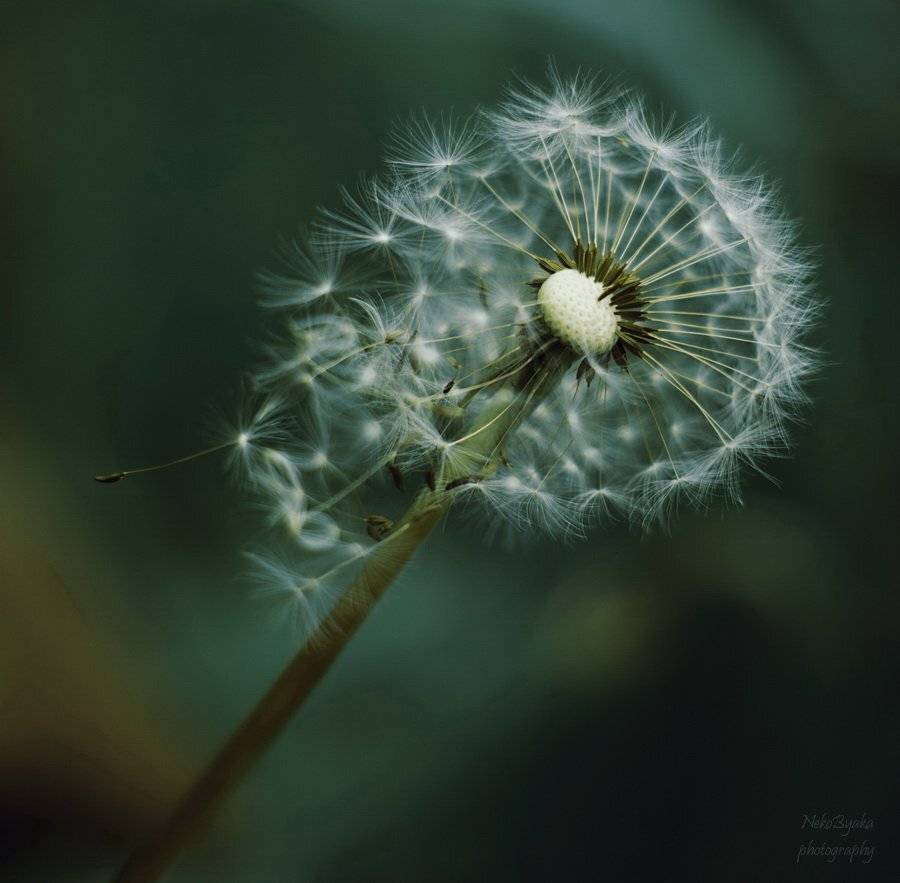 dandelion, macro, flowers, plants, растения, макро, цветы, одуванчик, Мамакова Анжелика