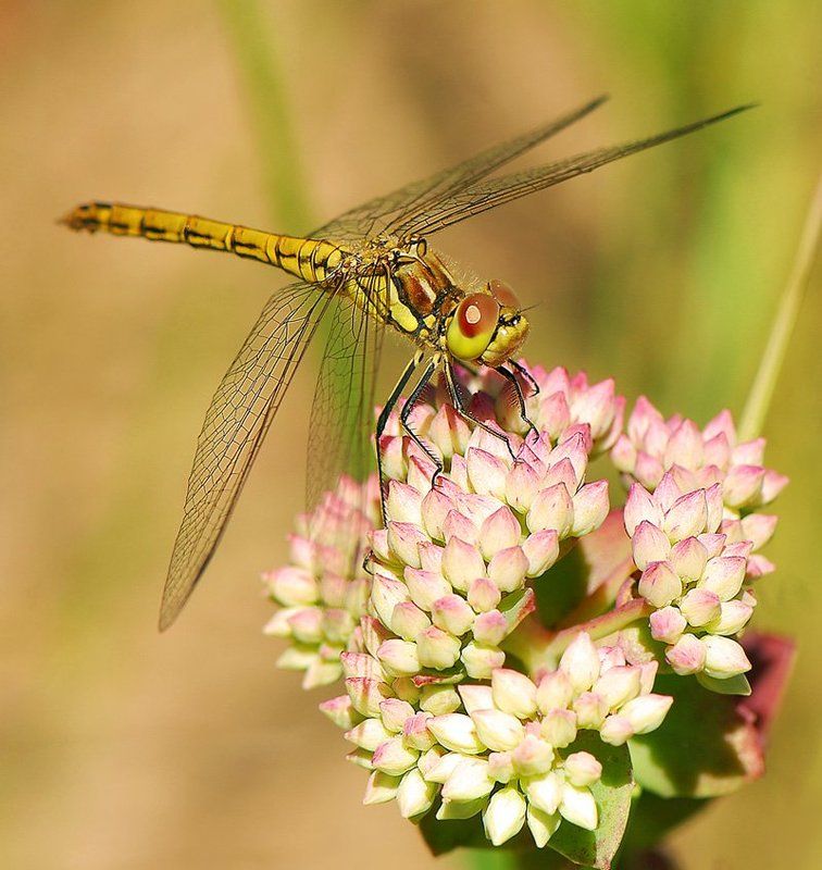 насекомые, макро  фото превью