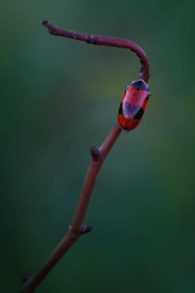 жук, вечер, Петриченко Валерий