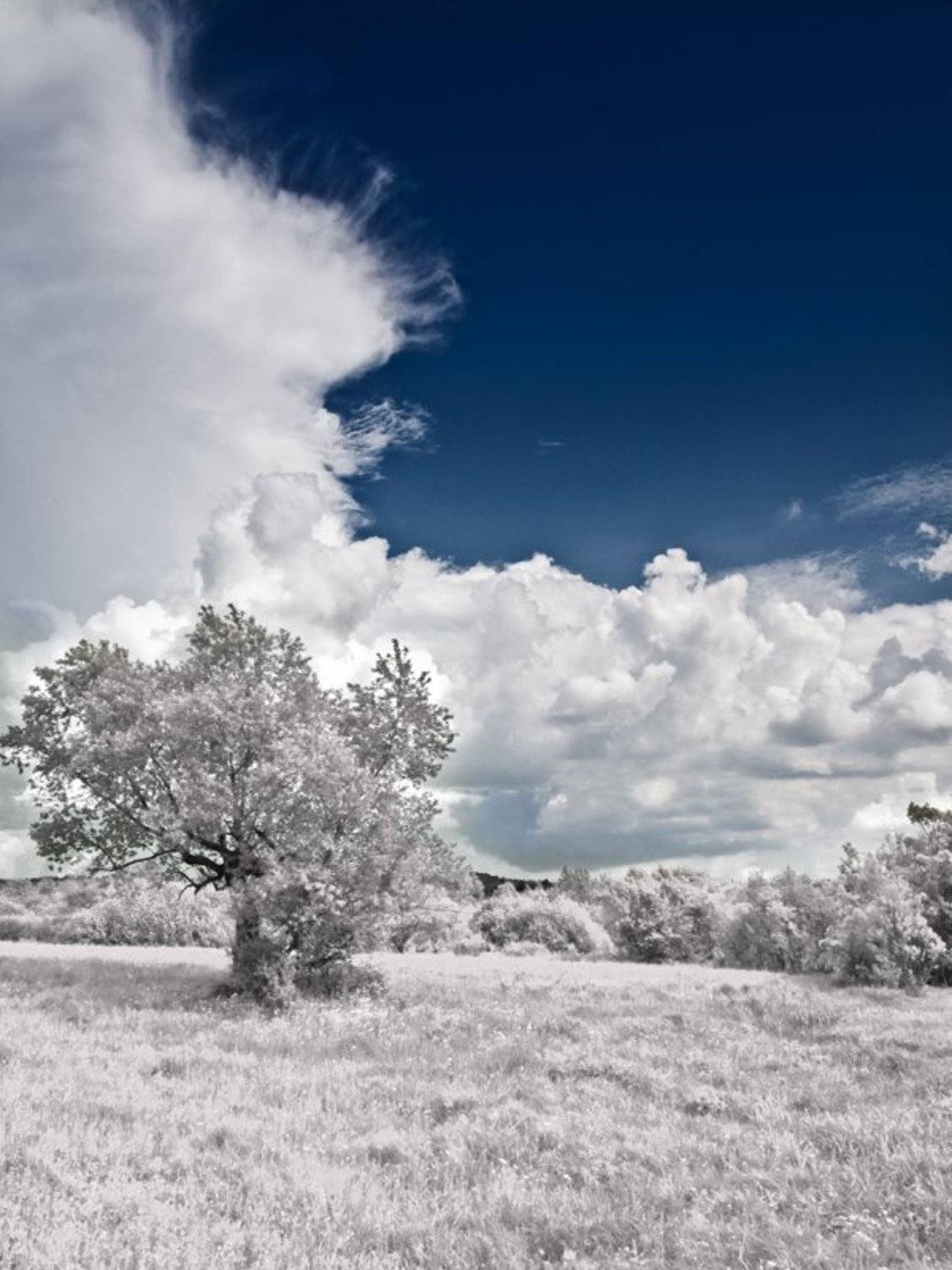 infrared, blueclover