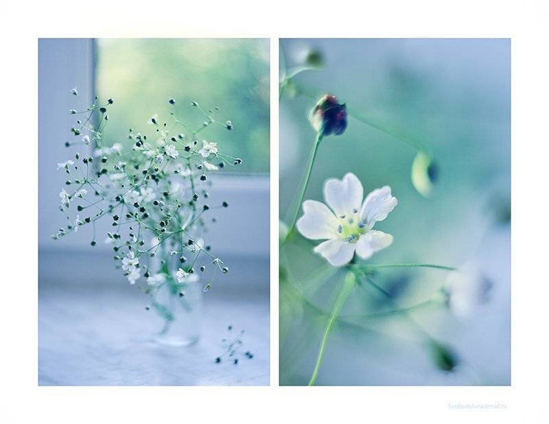 , Svoboda Andreeva