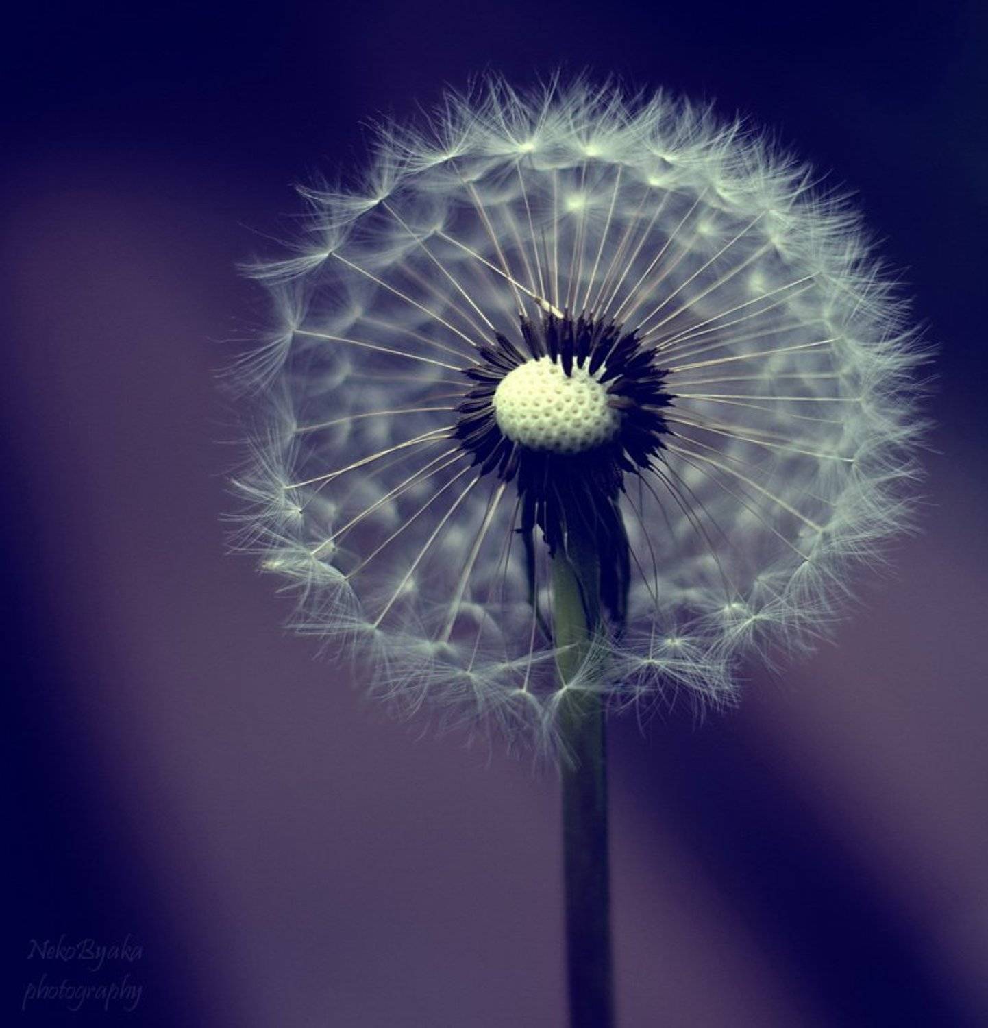 plants, flowers, dandelion, macro, макро, одуванчик, растения, цветы, Мамакова Анжелика
