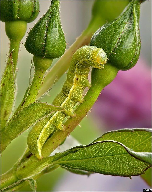 макро  фото превью