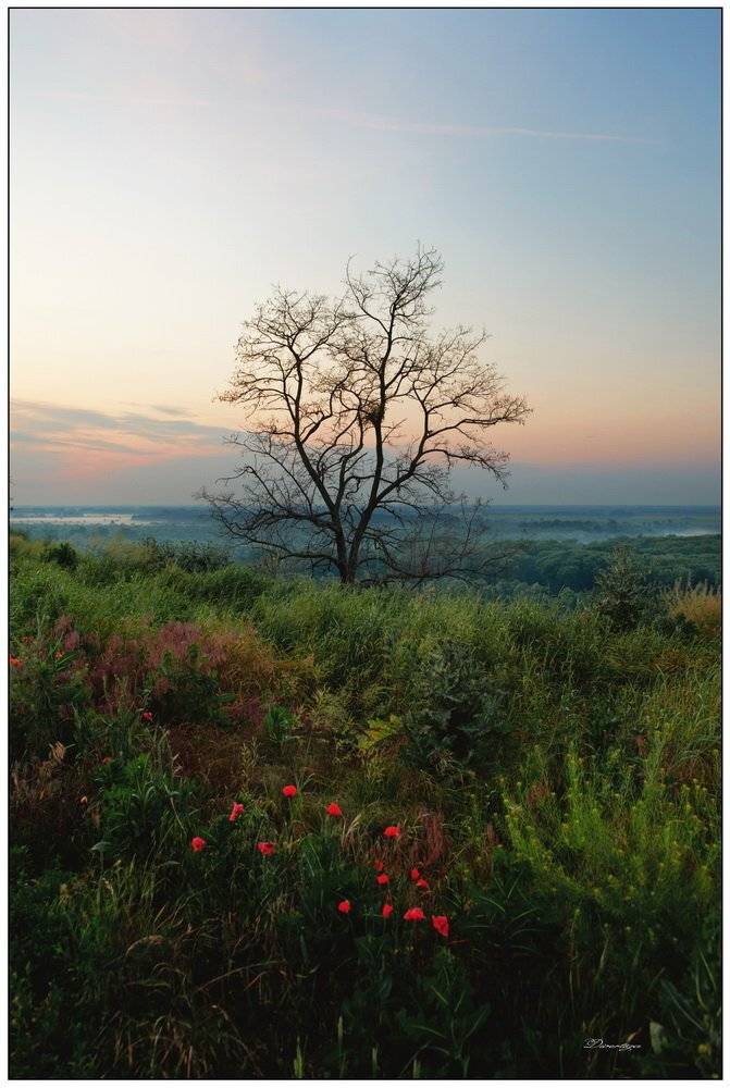 дерево, рассвет, Nikola