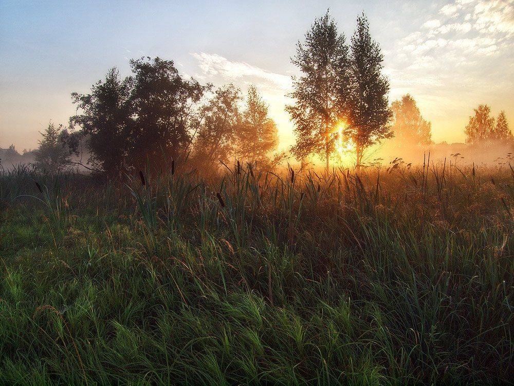 восход, солнце, туман, болото, камыш, рогоз, берёзы, Марина Брыдня