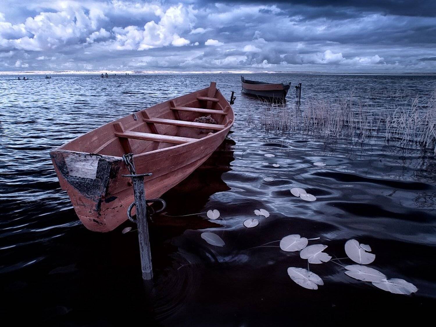 , Максим Евдокимов