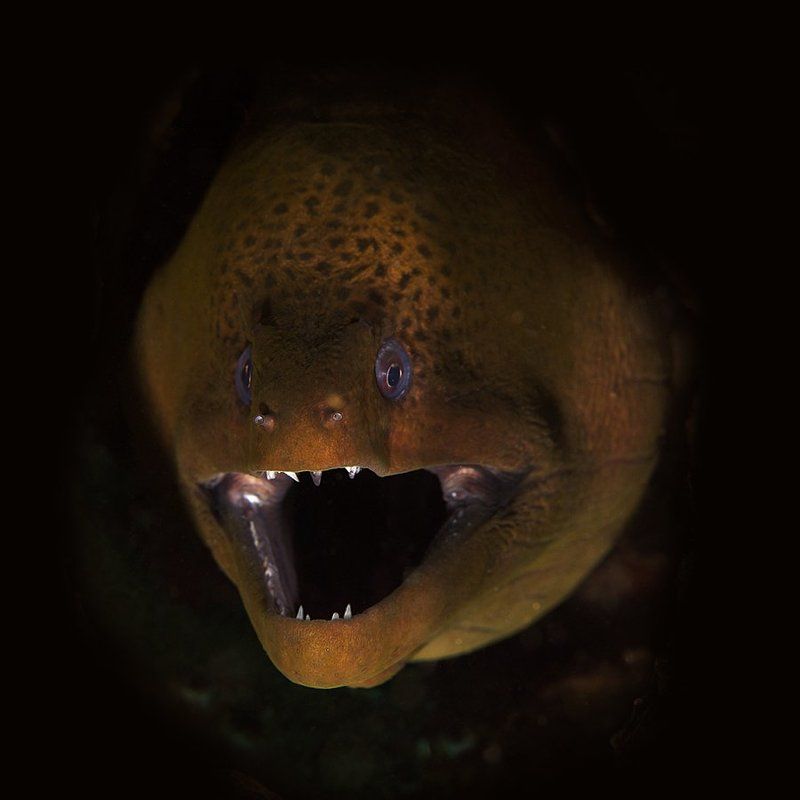 underwater, muraena, murena, tooth  фото превью