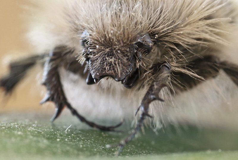 жук, хрущ, макро, micro-nikkor af 105mm f/2.8 d, nikon d80, kenko extension tube, raynox 250 Соломенный бычок фото превью