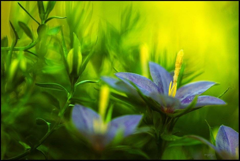 flower, macro, mustafa yagci