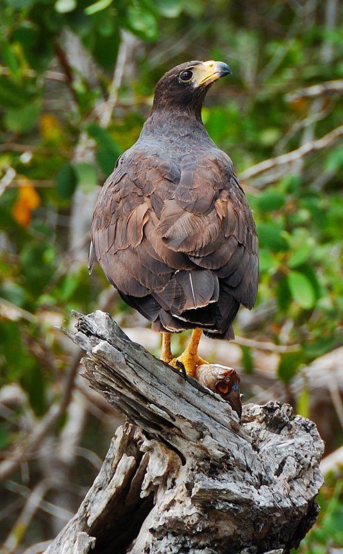 орел, птицы, мексика, рио лагартос Добыча фото превью