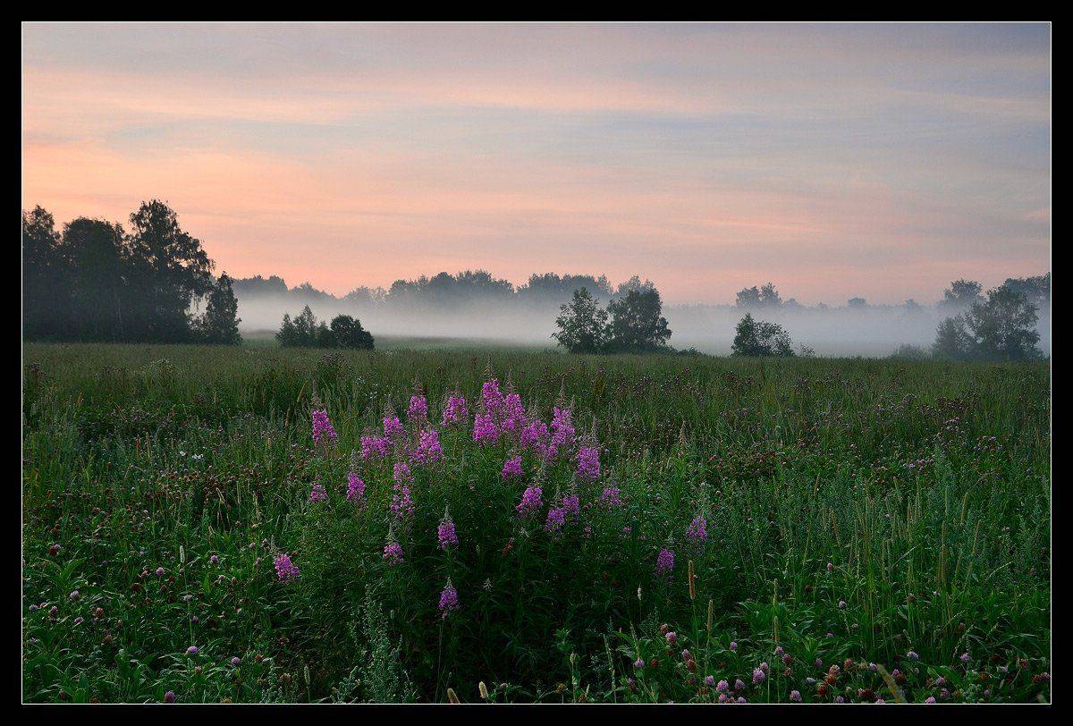 иван-чай, туман, рассвет, утро, b.o.g.