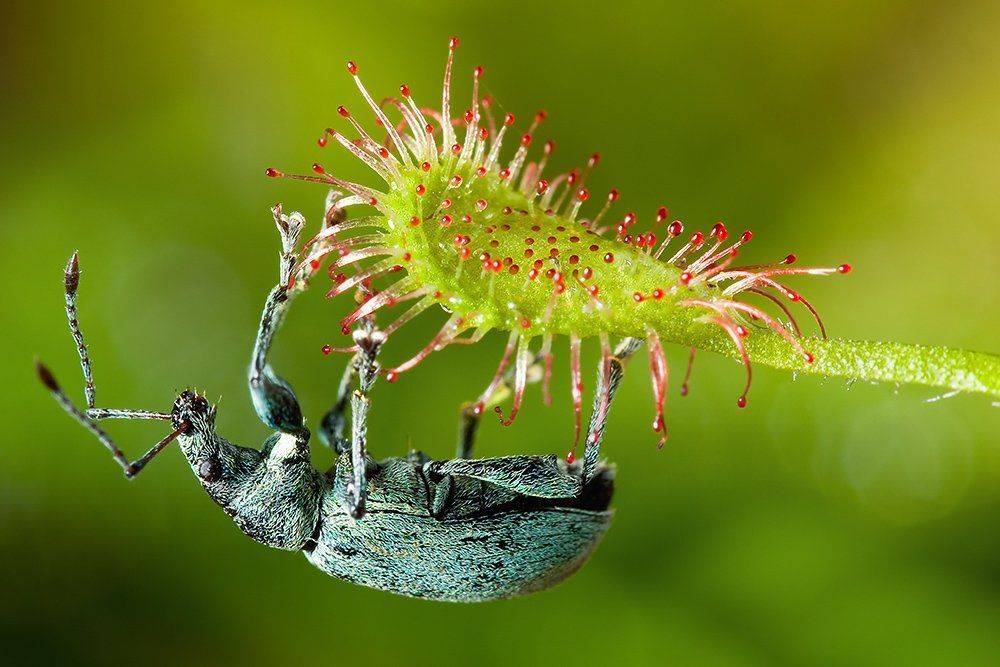 phyllobius, +, madagascariensis, drosera, argentatus, Linas T