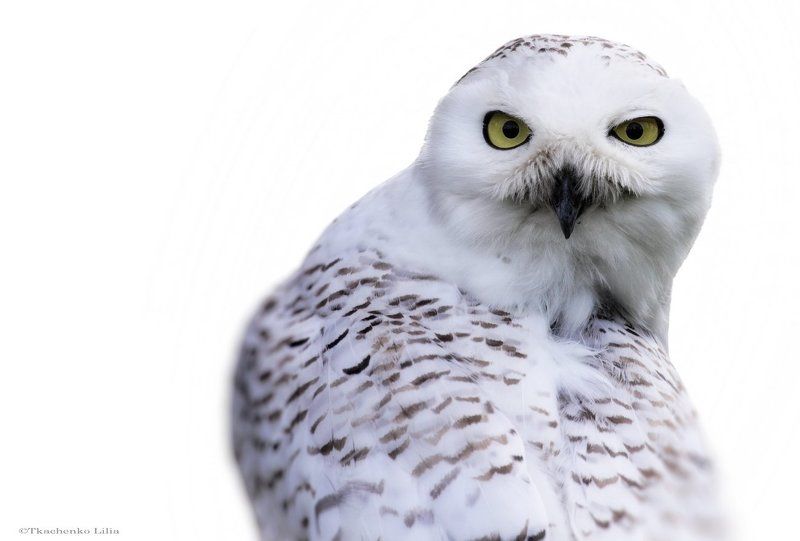 Борон фото превью