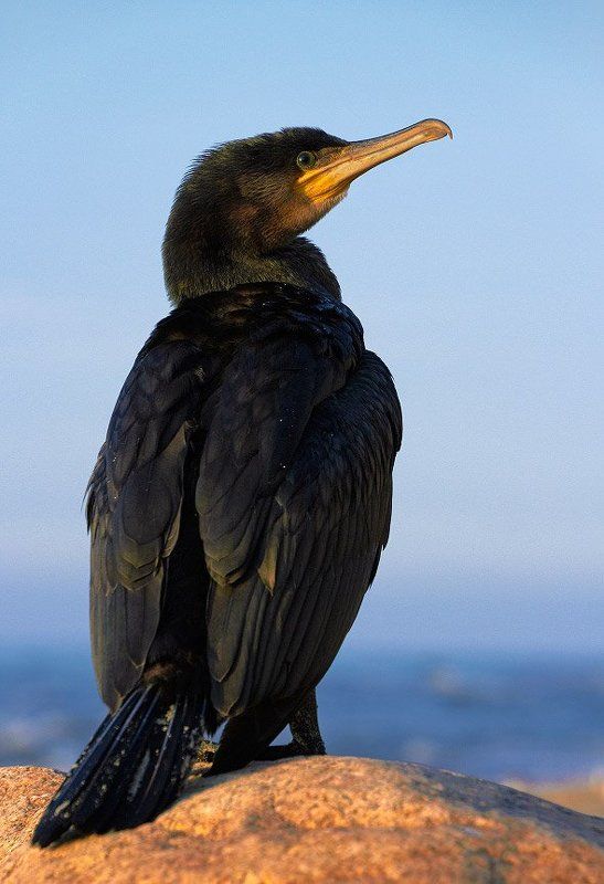 фауна, животные, птица, баклан Баклан птица гордая фото превью