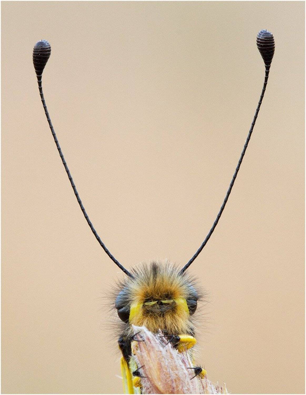 аскалаф, libelloides macaronius, Павлов Дмитрий