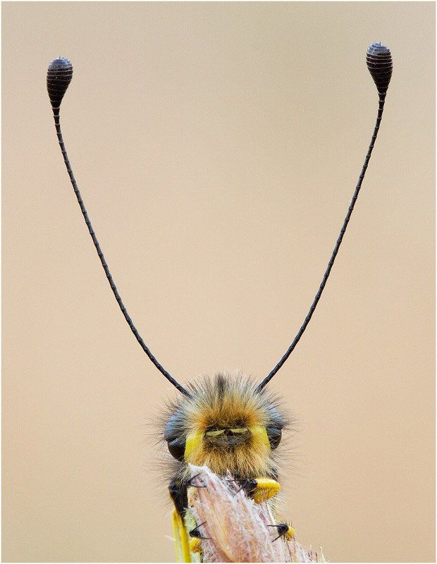 аскалаф, libelloides macaronius  фото превью