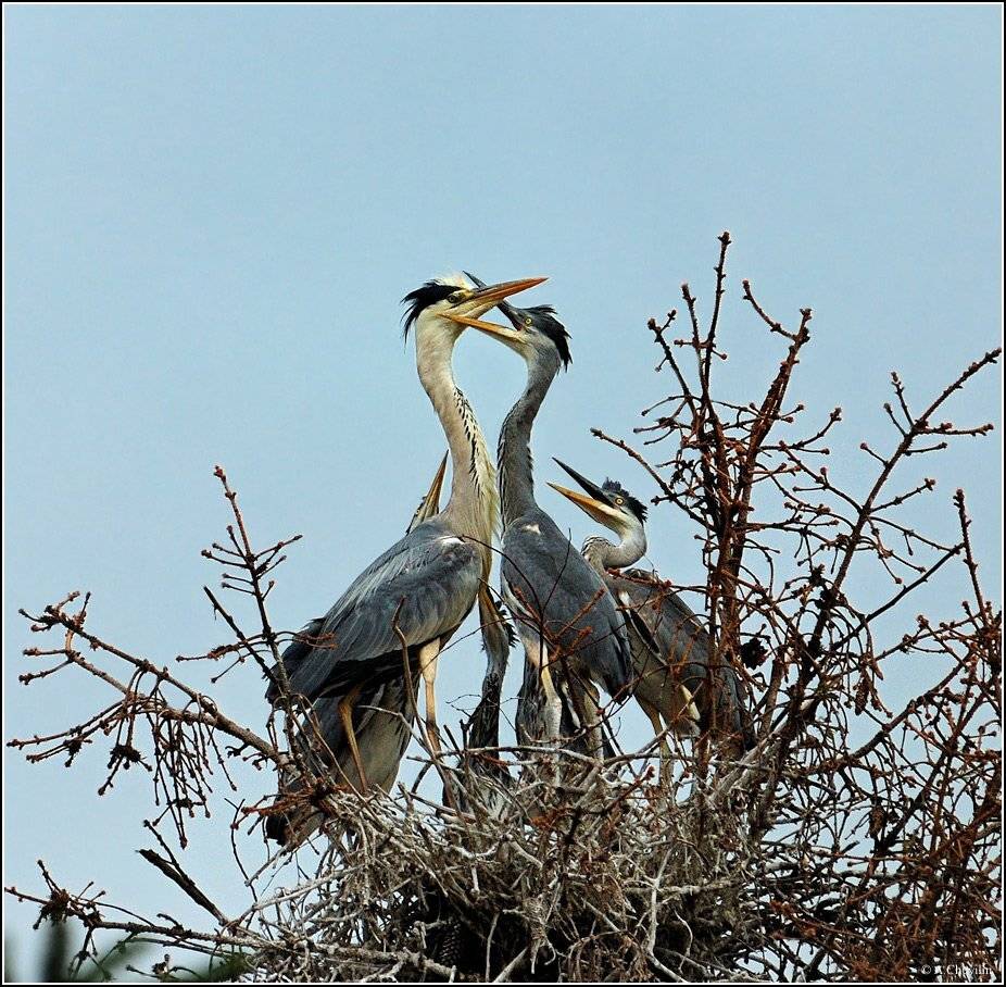 цапли, гнездо, кормление, птенцы, Александр Чувилин