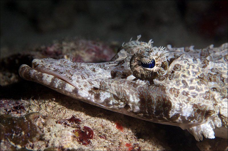 underwater, crocodile fish, sipadan  фото превью