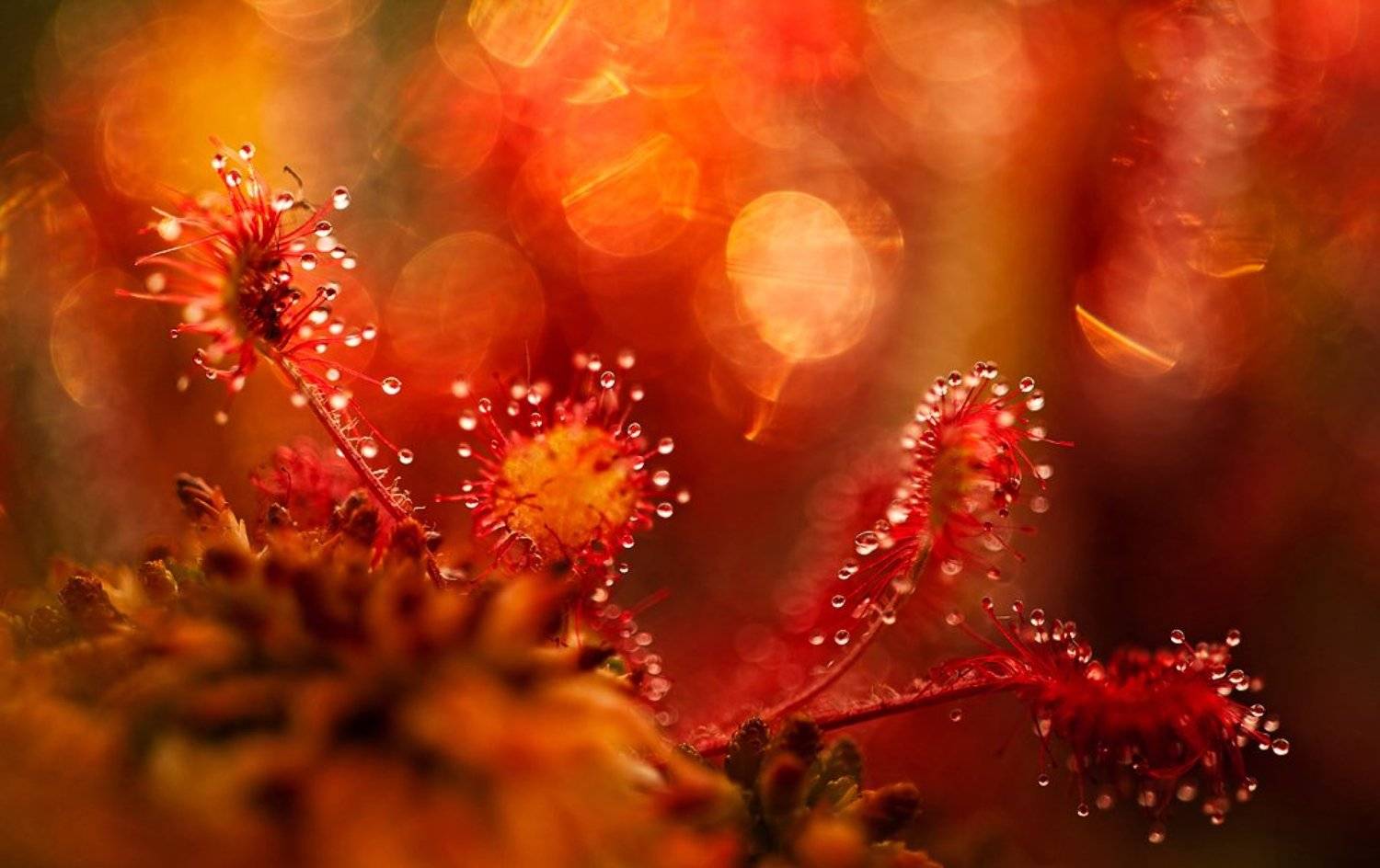 росянка, макропейзаж, Юлия