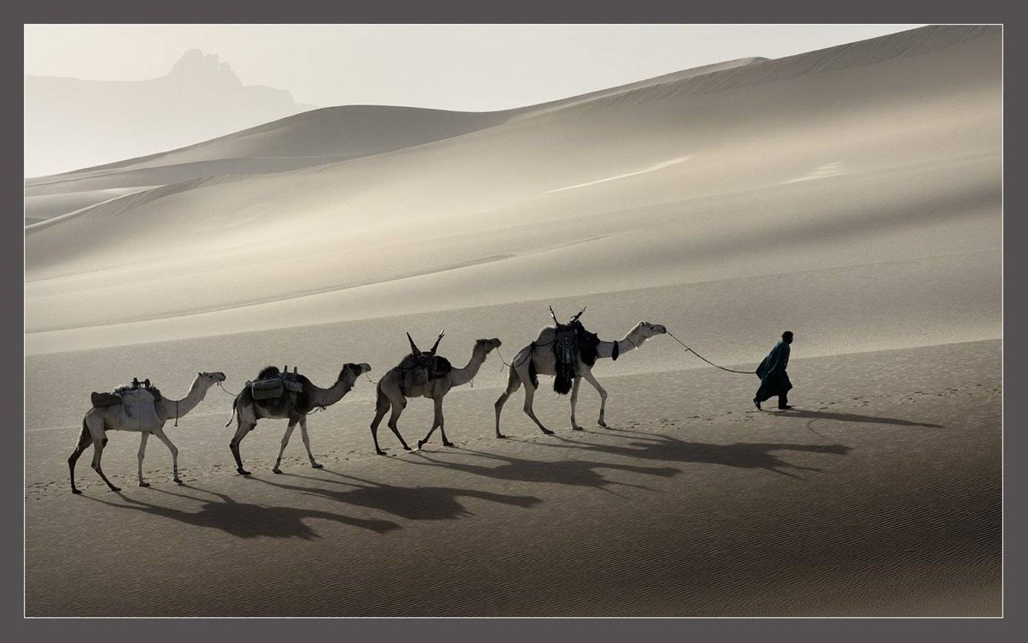 пески, верблюды, ливия, караван, Виктория Роготнева