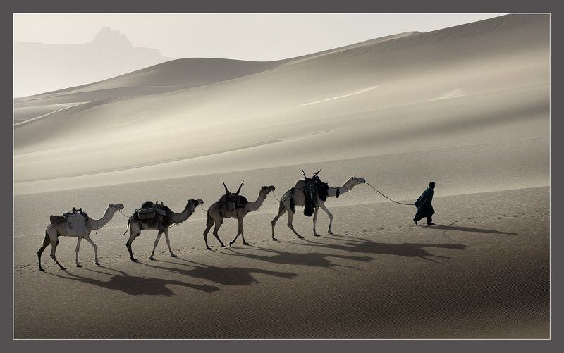 пески, верблюды, ливия, караван  фото превью