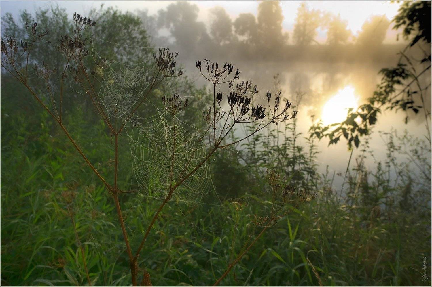 солнце, утро, туман, рассвет, паутинка, природа, Будин Николай