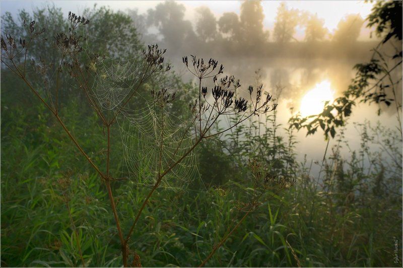 солнце, утро, туман, рассвет, паутинка, природа Утренний этюд фото превью