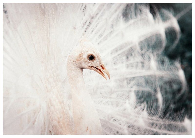 White фото превью