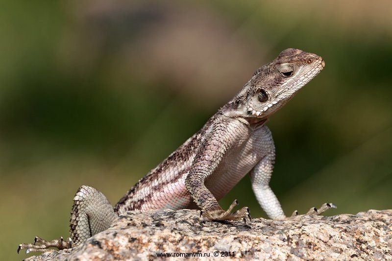 агама, серенгети, танзания, африка Сушиногти. фото превью