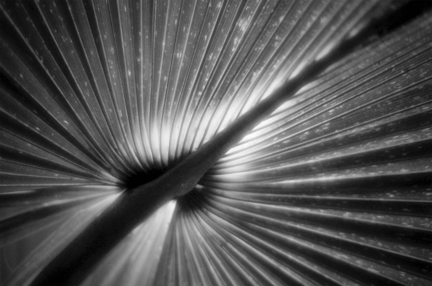 , Максим Езеров