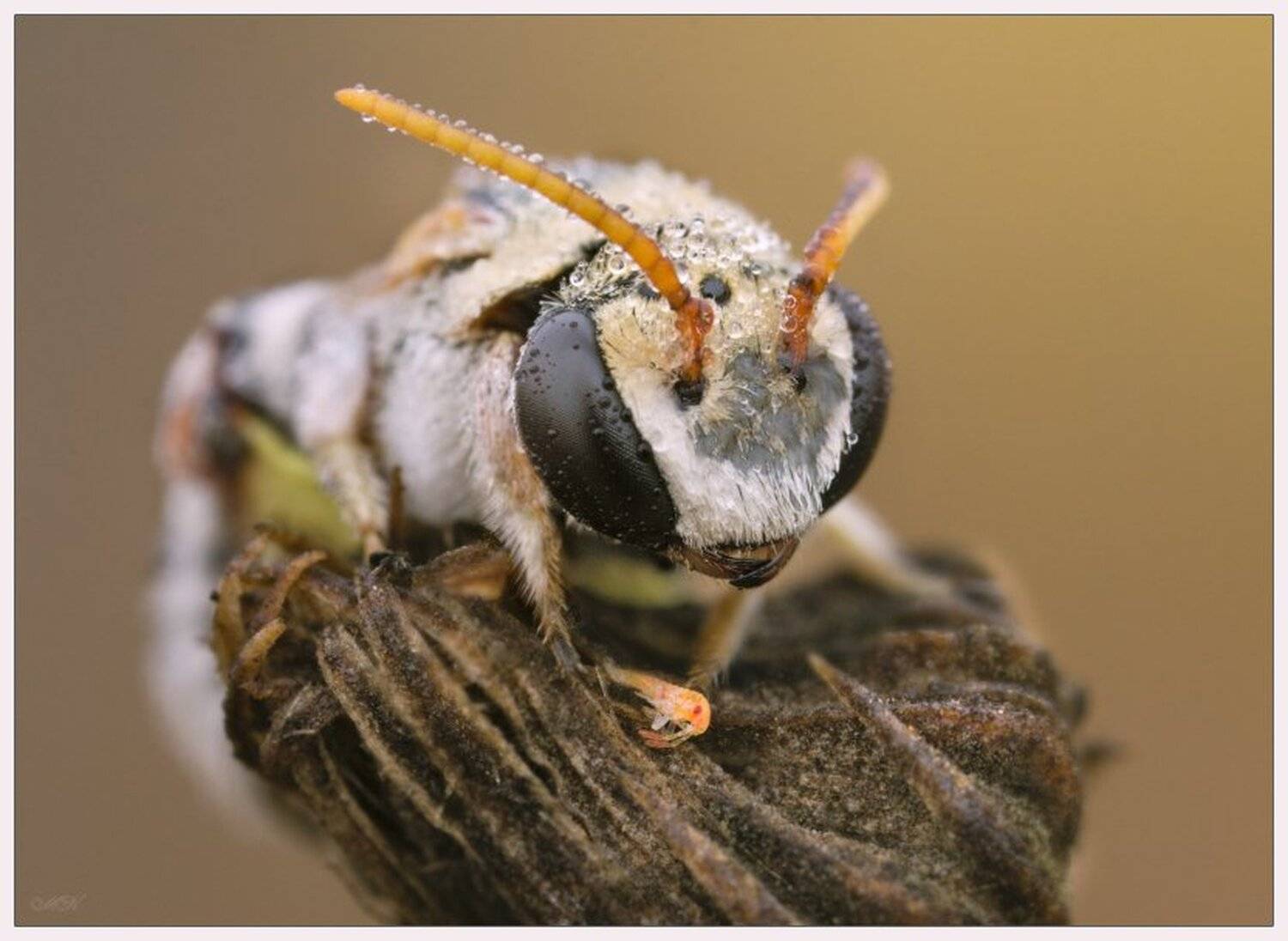 пчела, клоп, новорожденный, Miron Karlinsky