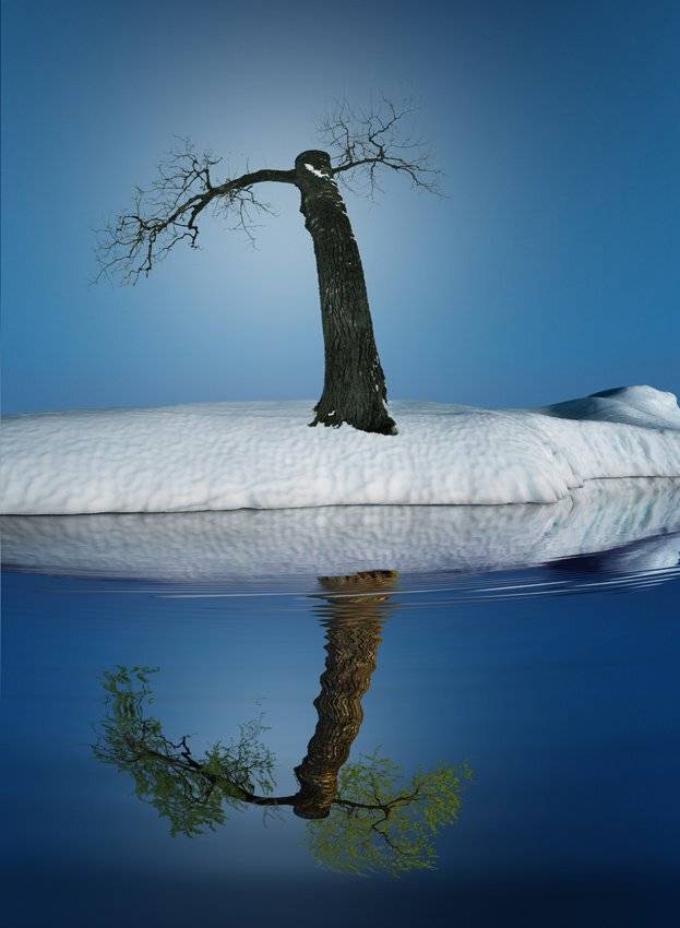 sbow, winter, leaf, blue, reflection, water, ice, tree, Caras Ionut