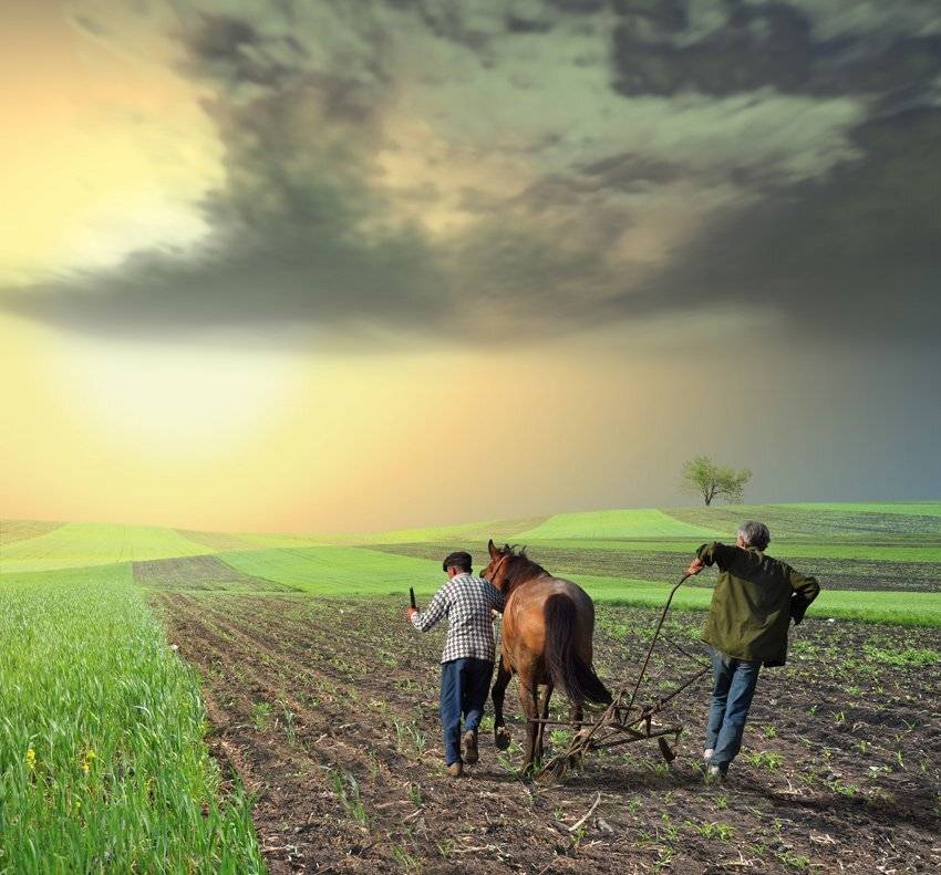horse, plug, dust, wheat, field, workers, ground, Caras Ionut