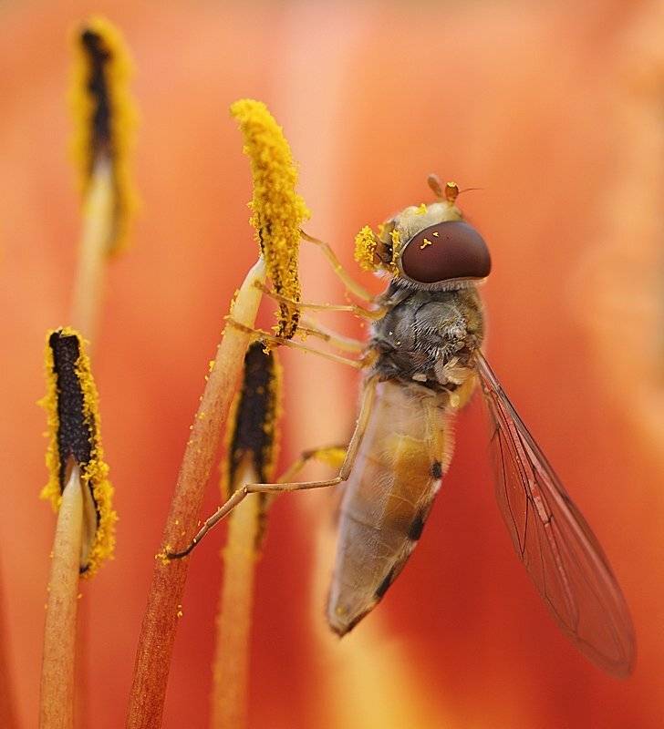 лето, цветы, лилейник, тычинки, пыльца, муха, журчалка, Ирина Фурашова