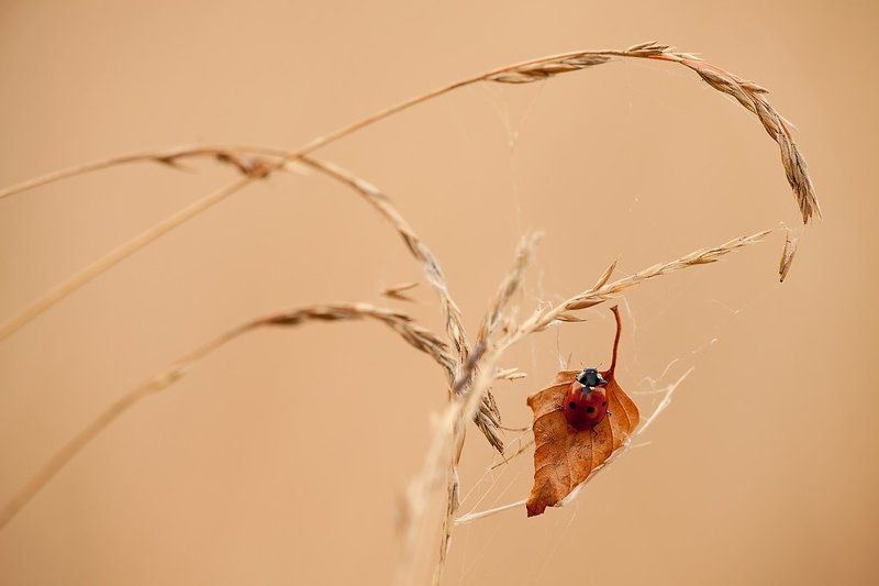 божья, коровка  фото превью