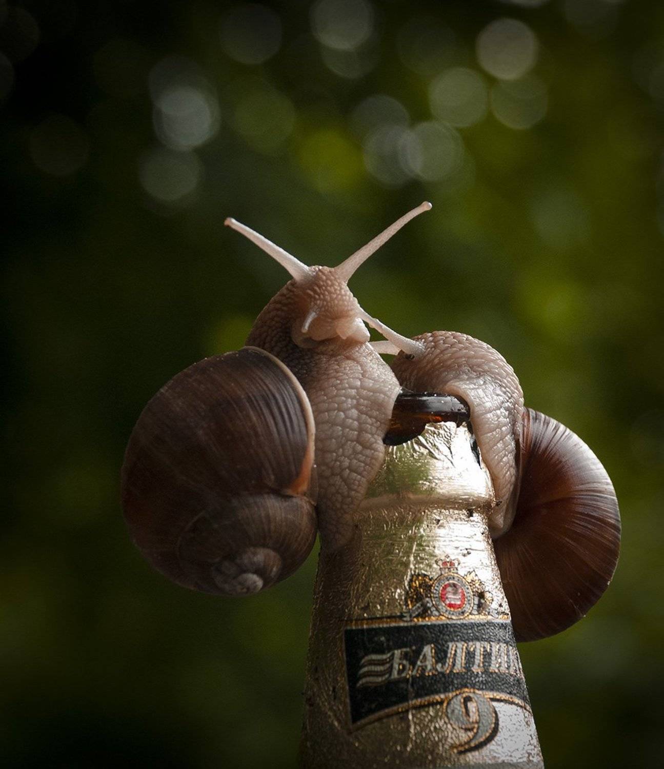 лето, пятница, пиво, улитка, отдых, Александр