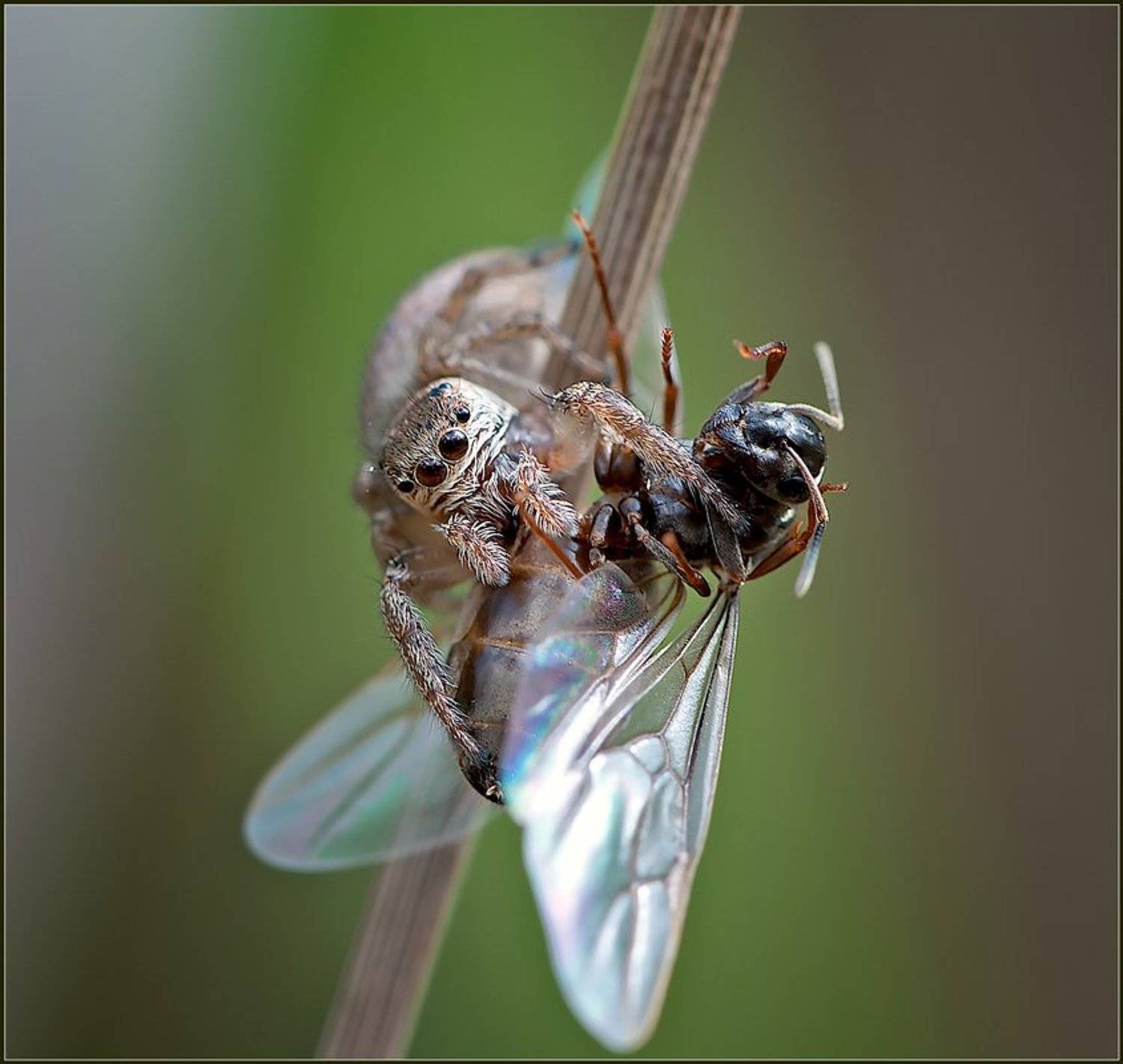макро, насекомые, паук, фауна, , Евгений Кирилкин.