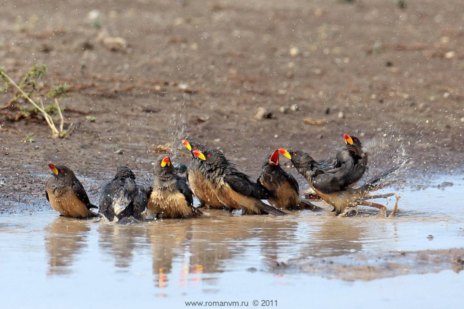 африка, танзания, серенгети, буйволовый скворец, Роман Мурушкин