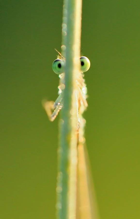 глаза, утро, макро, стрекоза, Бычков Денис
