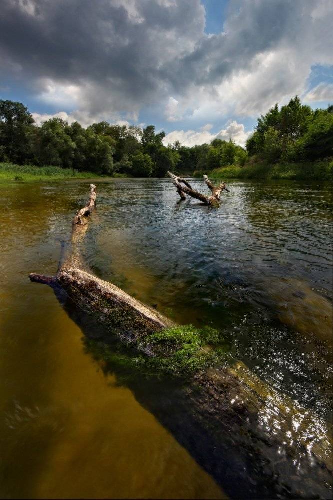 река, лето, дерево, Петриченко Валерий