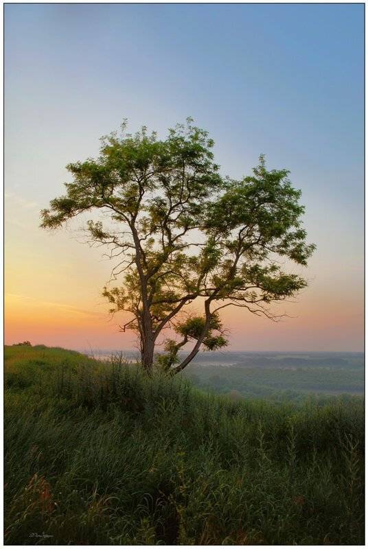 пейзаж, дерево, рассвет, Nikola