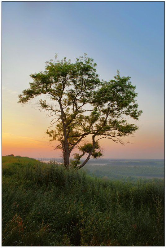 пейзаж, дерево, рассвет  фото превью